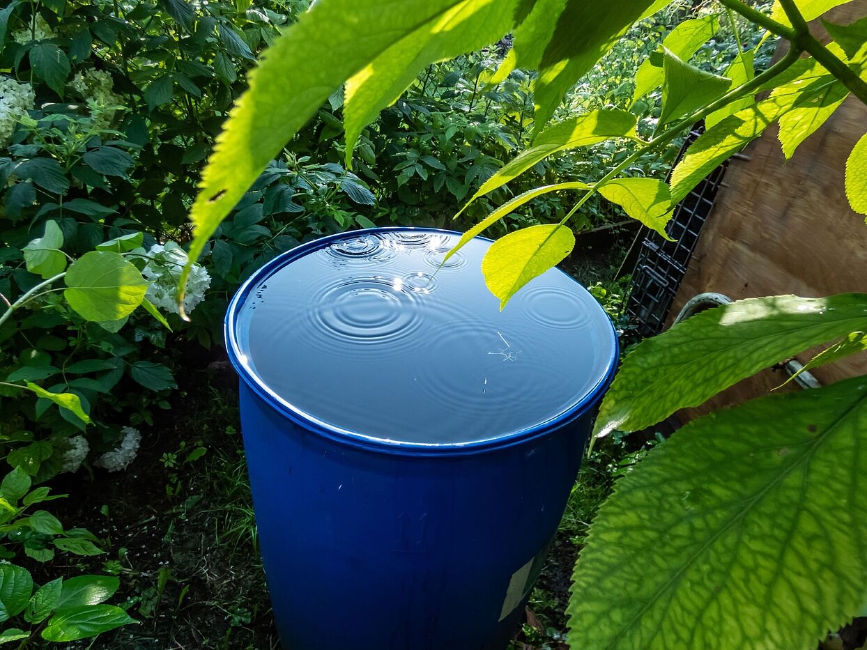 volle Regentonne im Garten